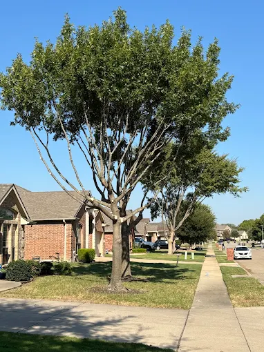 Pruned tree with raised canopy on a maintained property