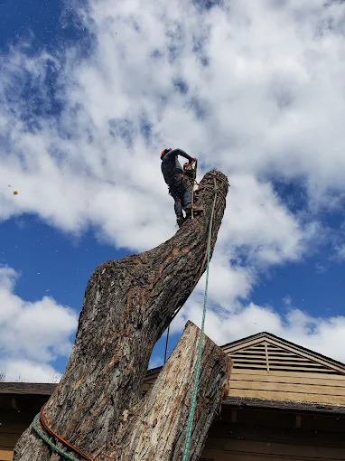 Tree climber trimming a large trunk near a structure